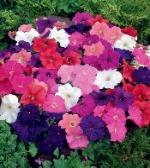 Петуния мультифлора Мамбо микс